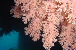 pink soft coral by Alessandro Reato 